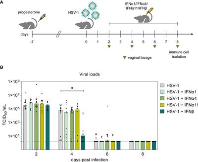 Superior antiviral activity of IFNβ in genital HSV-1 infection